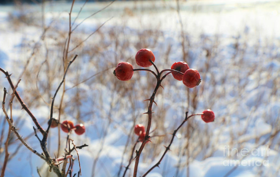 Wild Rose Hips Winter Photograph by Elizabeth Dow