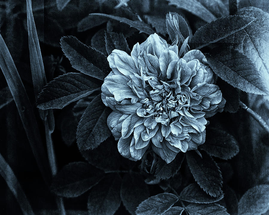  Wild Rose In Blue Photograph by Sue Capuano