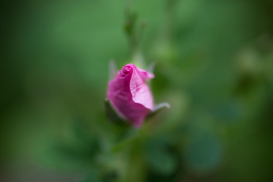 Still Life Photograph - Wild Rose by Jakub Sisak