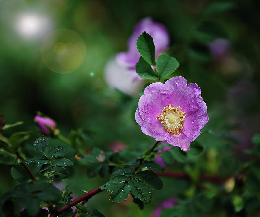 Wild Rose Photograph by John Christopher