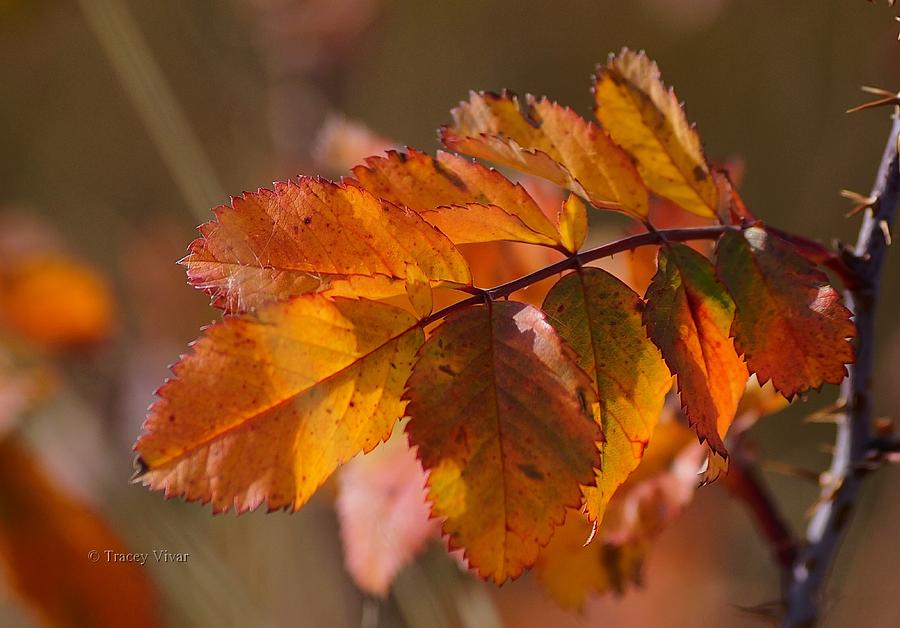 Wild Rose Leaves, Autumn Photograph by Tracey Vivar