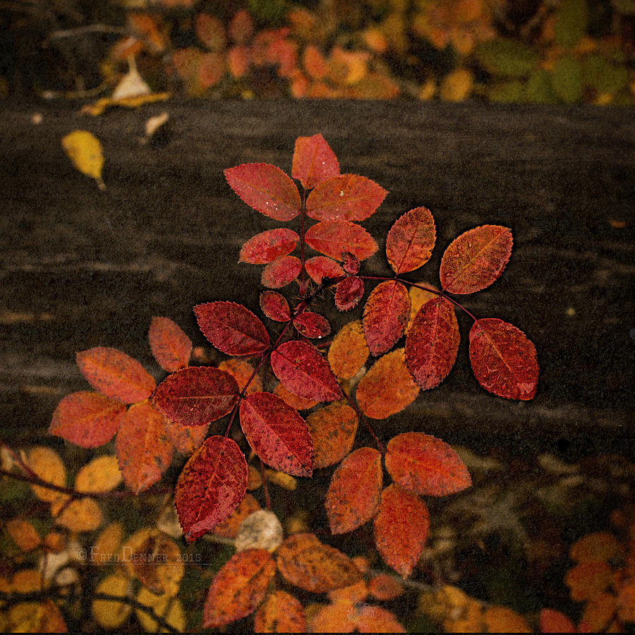 Wild Rose Leaves Photograph by Fred Denner
