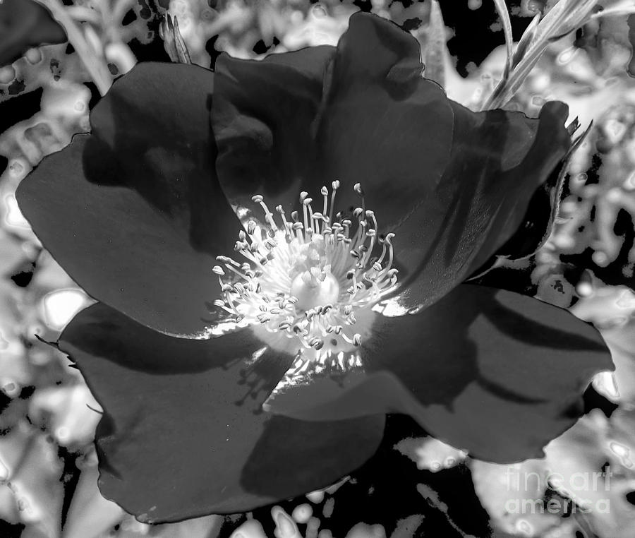 Wild Rose Macro Black and White Infrared Photograph by Rose Santuci-Sofranko