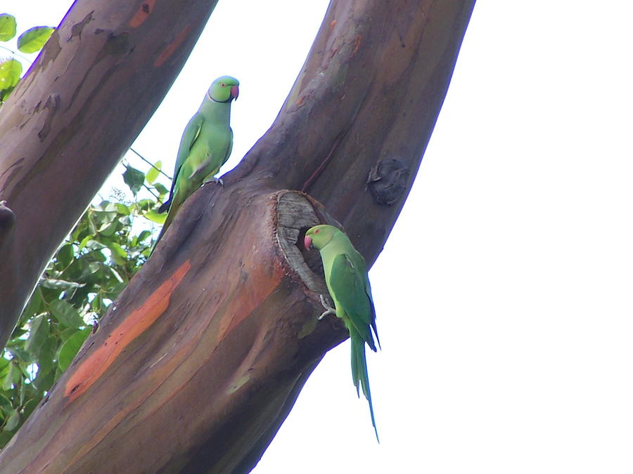 Rose-ringed Parakeet : r/wildlifephotography