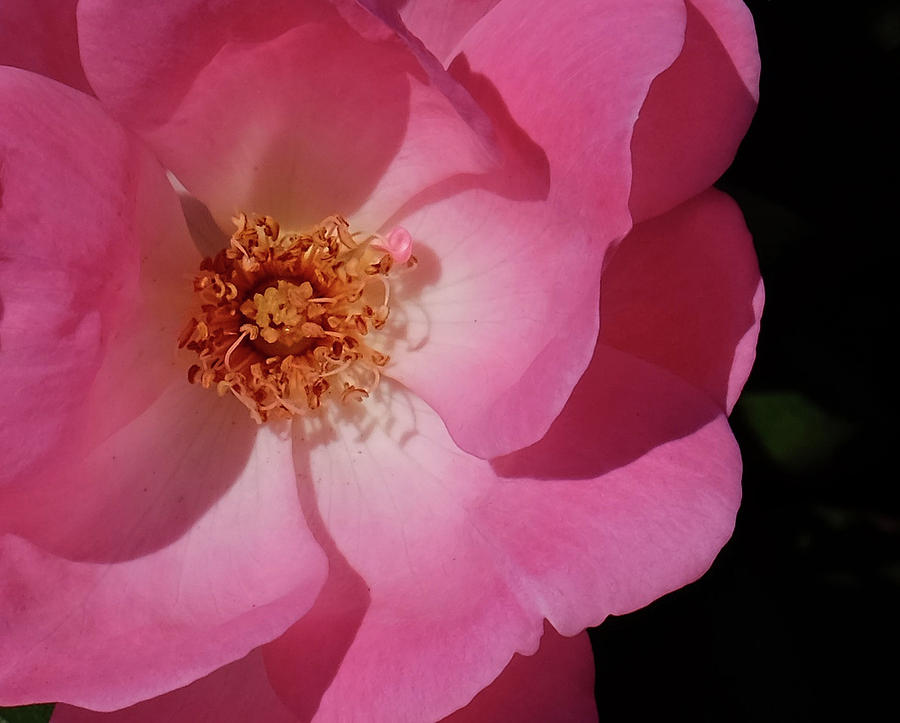 Wild Rose Photograph by Ronda Ryan