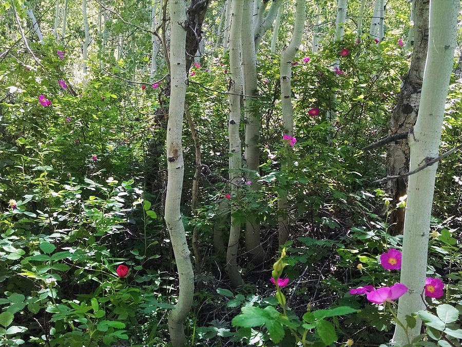 Wild Rose Thicket Photograph by David Roberts - Fine Art America