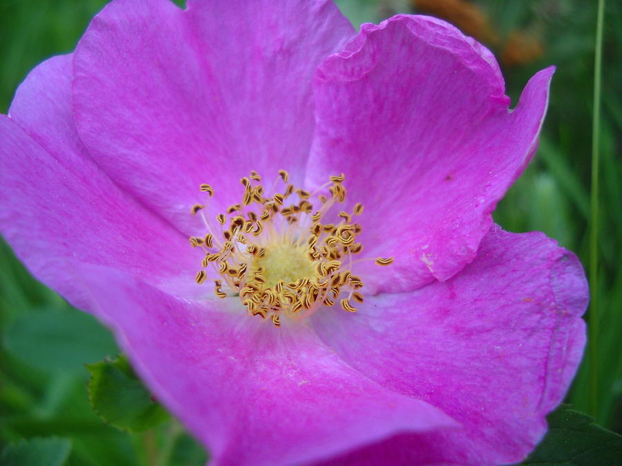 Wild Rose Up Close Photograph by Kent Lorentzen