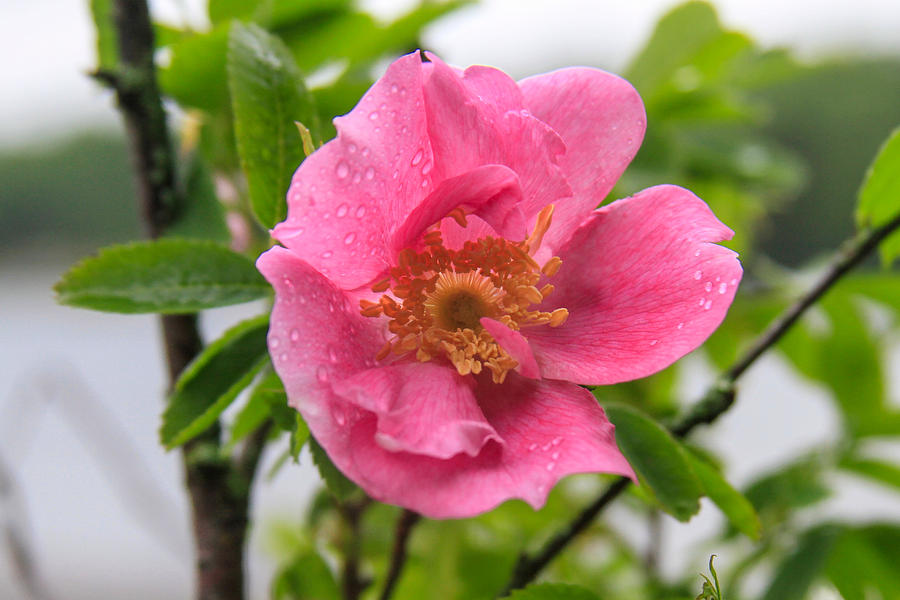 Wild Rose with Dew Photograph by Bonnie Follett