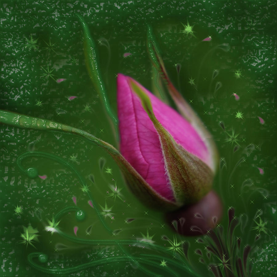 Wild Rosebud 2 Photograph by Adria Trail