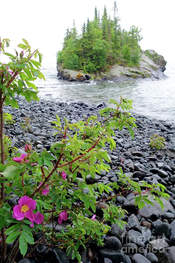 Wild Roses and Island Photograph by Sandra Updyke