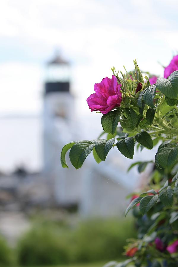 Wild Roses at Marshall Point Photograph by John Meader
