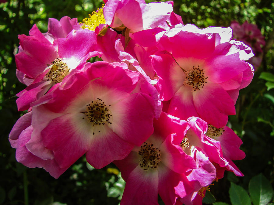Wild Roses Photograph by Carl Moore