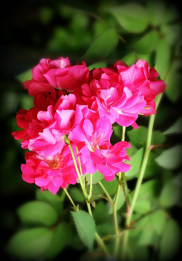 Rose Photograph - Wild Roses by Jean Connor