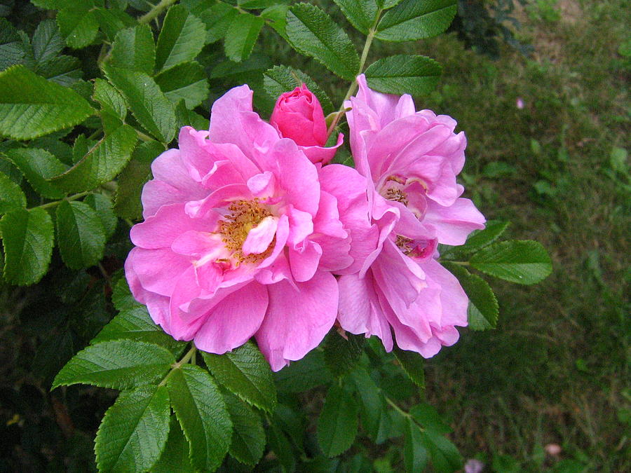 Wild Roses Photograph by Melissa Parks