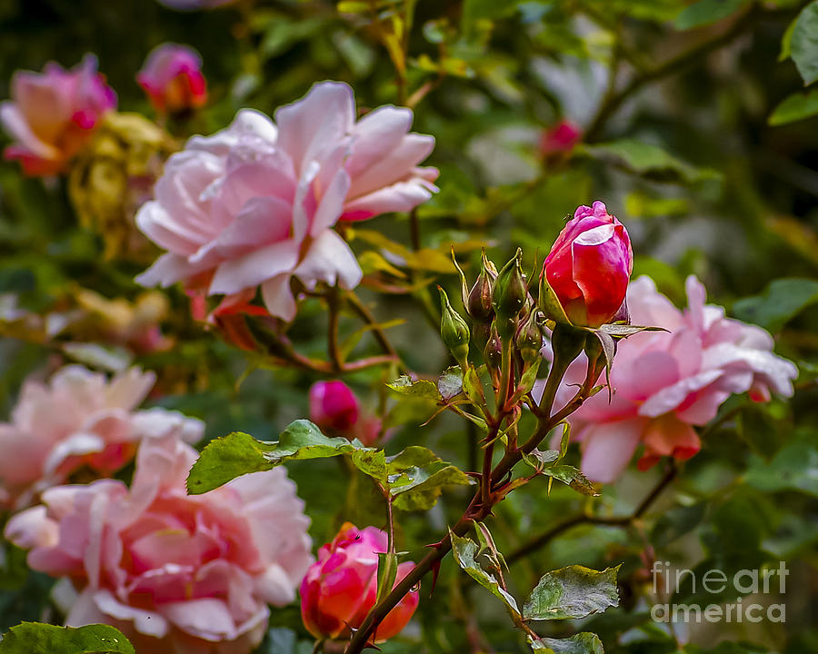 Wild Roses Photograph by Nancy L Marshall - Fine Art America