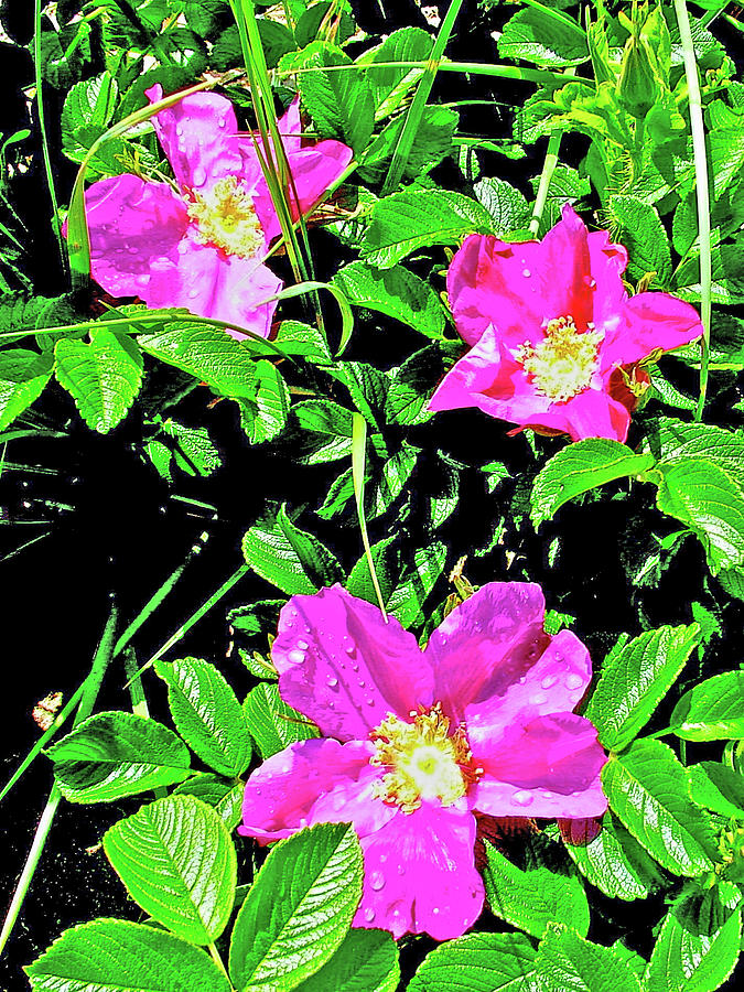Wild Roses near Cannon Beach in Ecola State Park, Oregon Photograph by Ruth Hager