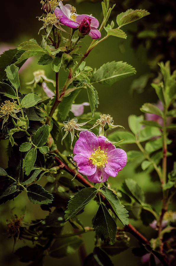 Wild Roses Of Summer Photograph by Yeates Photography