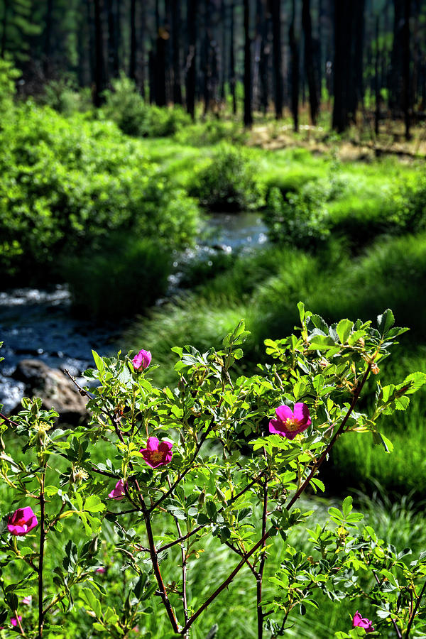 Wild Roses Riverside  Photograph by Saija Lehtonen