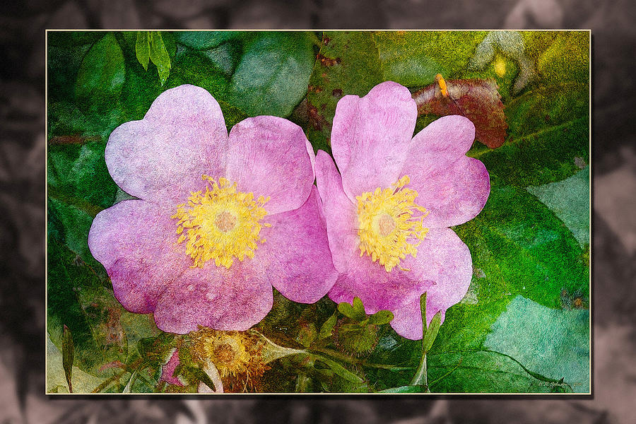 Wild Roses Photograph by WB Johnston