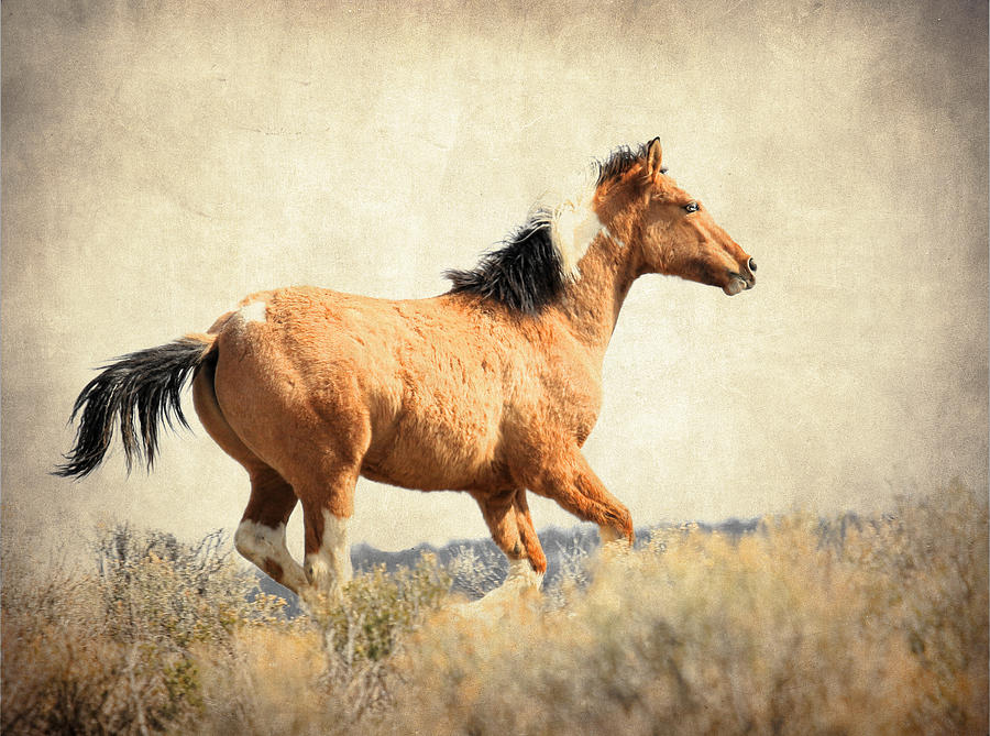 Horse Photograph - Wild Runner by Steve McKinzie