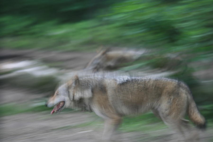 Wolves Photograph - Wild runners by Marta Grabska