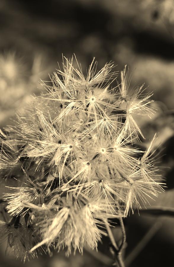 Wild Salsify in Sepia Photograph by Warren Thompson