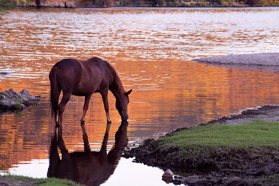 Horse Photograph - Wild Salt River Horse at Saguaro Lake by Dave Dilli