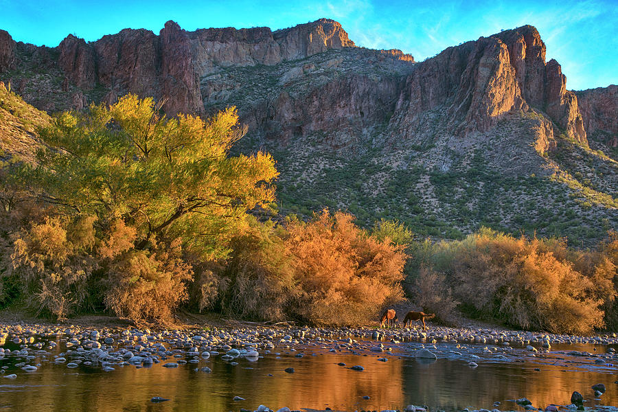 Horses Photograph - Wild Salt River Horses and Fall Colors at Sunset by Dave Dilli Horses Photograph - Wild Salt River Horses and Fall Colors at Sunset by Dave Dilli