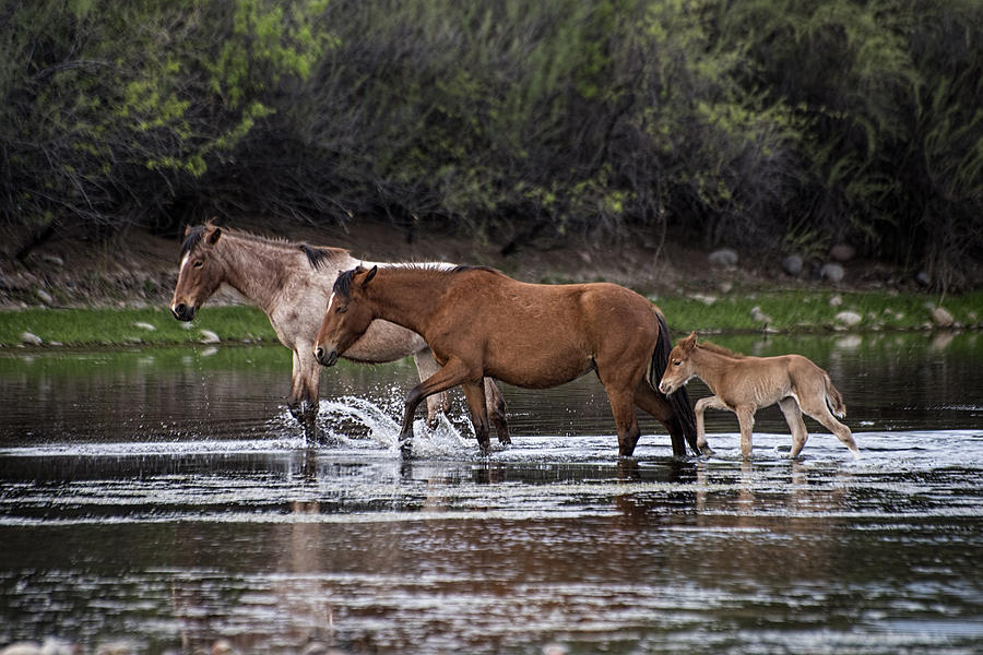 Wild Horses Photograph - Wild Salt River Horses river walk by Dave Dilli