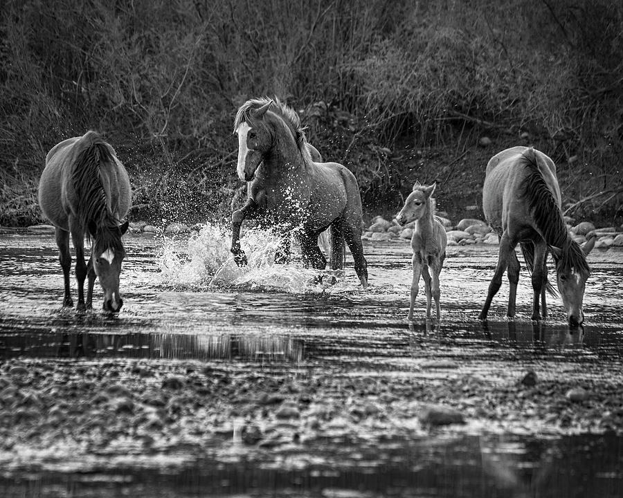 Horse Photograph - Wild Salt River Stallion Black and White by Dave Dilli