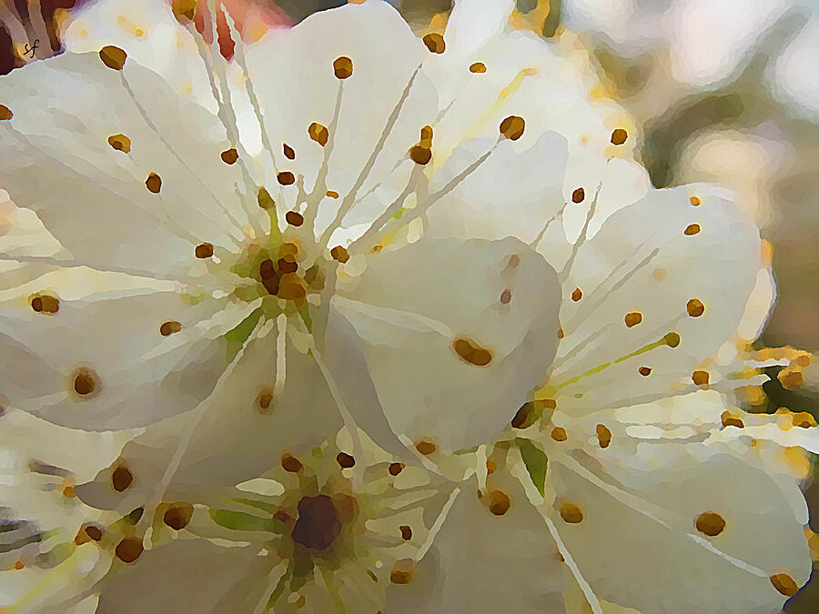 Wild Sand Plum  Mixed Media by Shelli Fitzpatrick