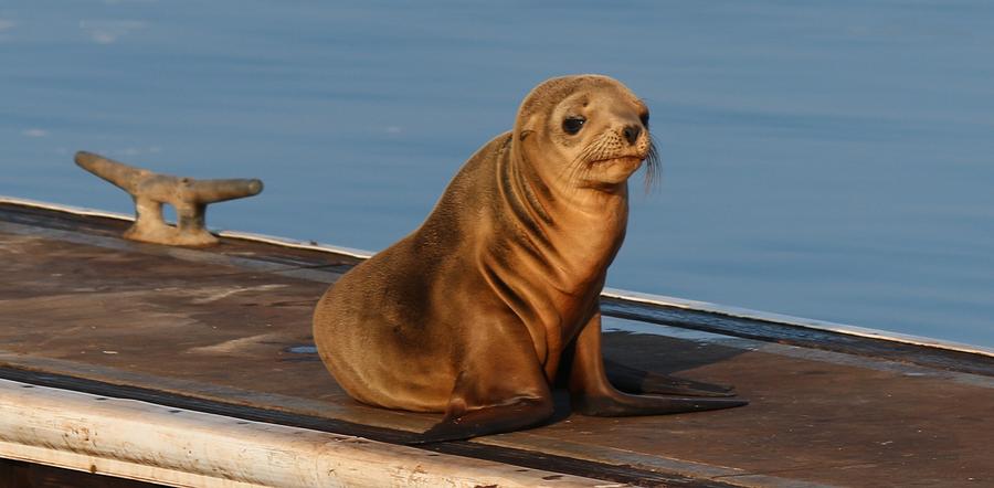Wild Sea Lion Pup Photograph by Christy Pooschke