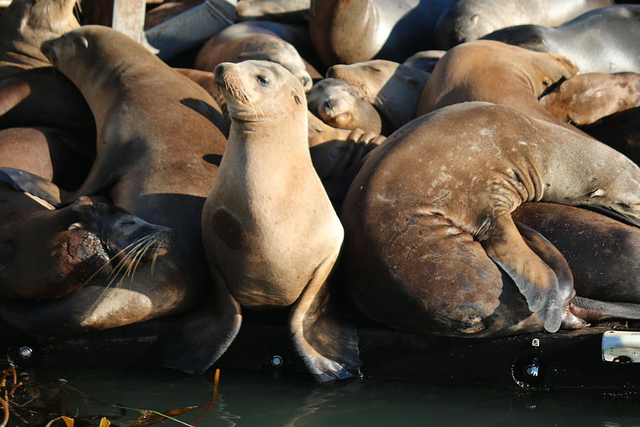 Wild Sea Lions  Photograph by Christy Pooschke