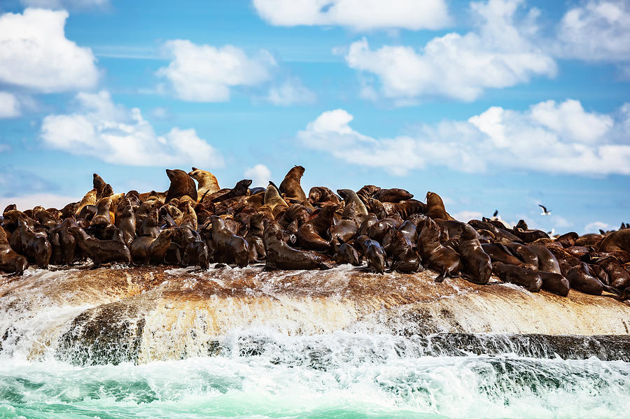 Wild sea lions on the island Photograph by Anna Om