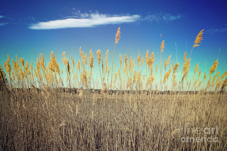 Wild Sea Oats Photograph by Colleen Kammerer