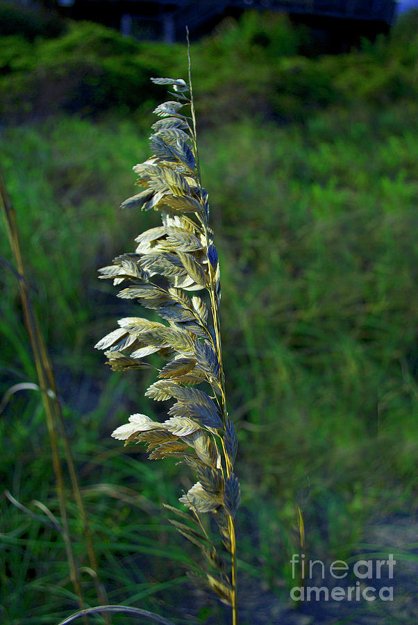 Wild Sea Oats Photograph by Skip Willits