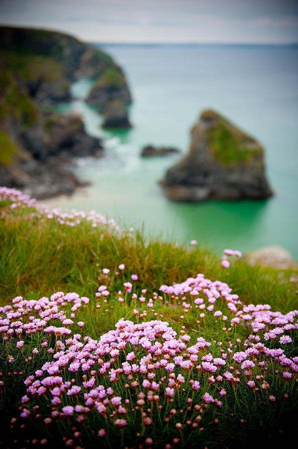 Wild Sea Pinks in Cornwall Photograph by Helen Jackson
