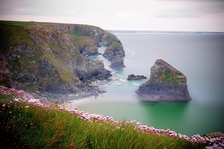 Wild Sea Pinks in Cornwall ii Photograph by Helen Jackson