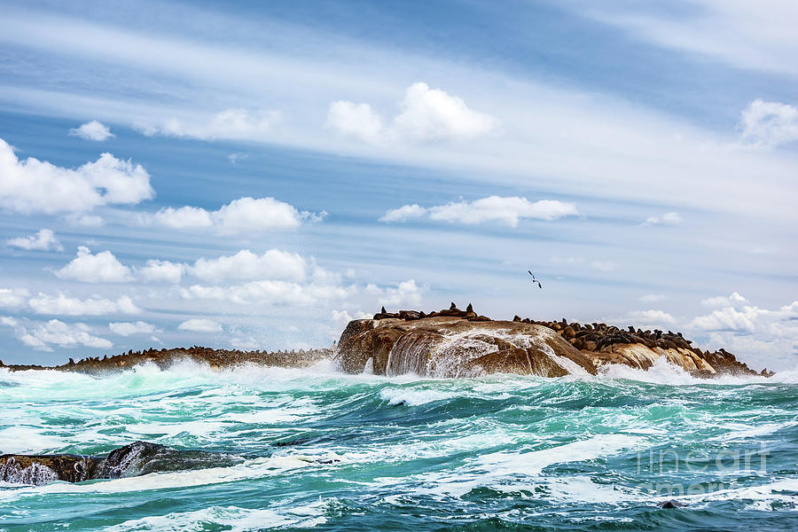 Wild seals colony on the stony island Photograph by Anna Om