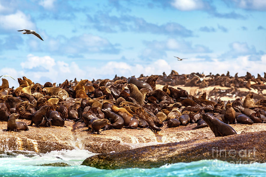 Wild seals on the rocks Photograph by Anna Om