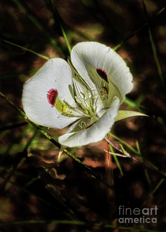 Wild Sego Lily Photograph by Robert Bales