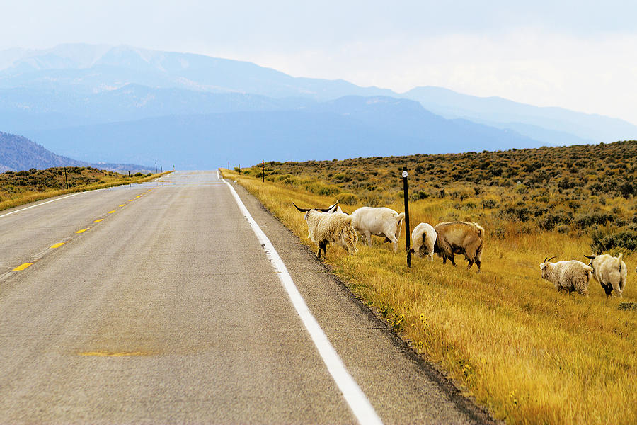 Wild Goats on the Highway Photograph by Terry Fiala
