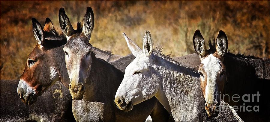 Wild Sierra Pack Mules Inyo National Forest Photograph by Gus McCrea