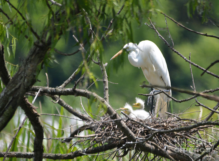 Wild Snowy Egret with hatches Photo A Photograph by Barb Dalton - Fine ...