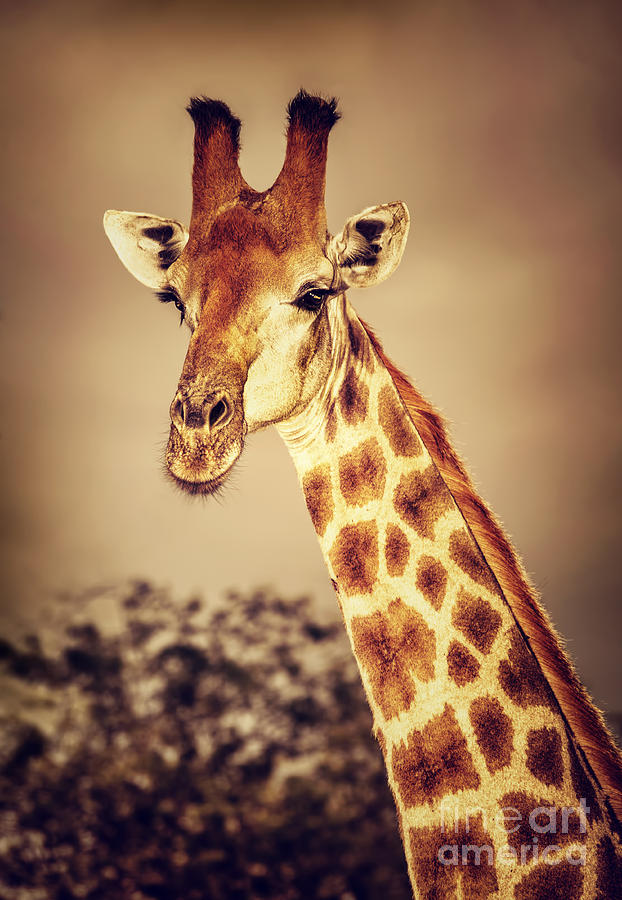 Wild South African giraffe Photograph by Anna Om