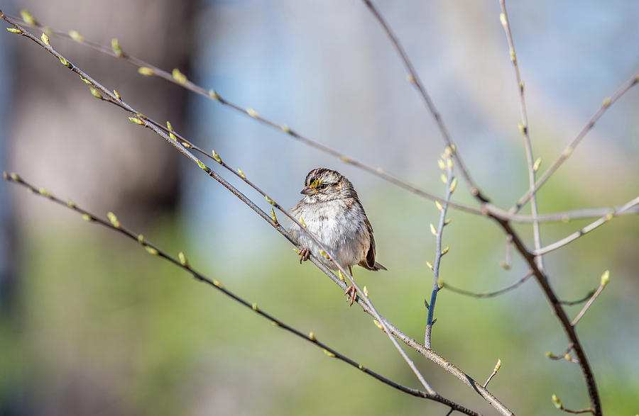 Wild Sparrow in a tree during Spring with budding branches Photograph by Patrick Wolf