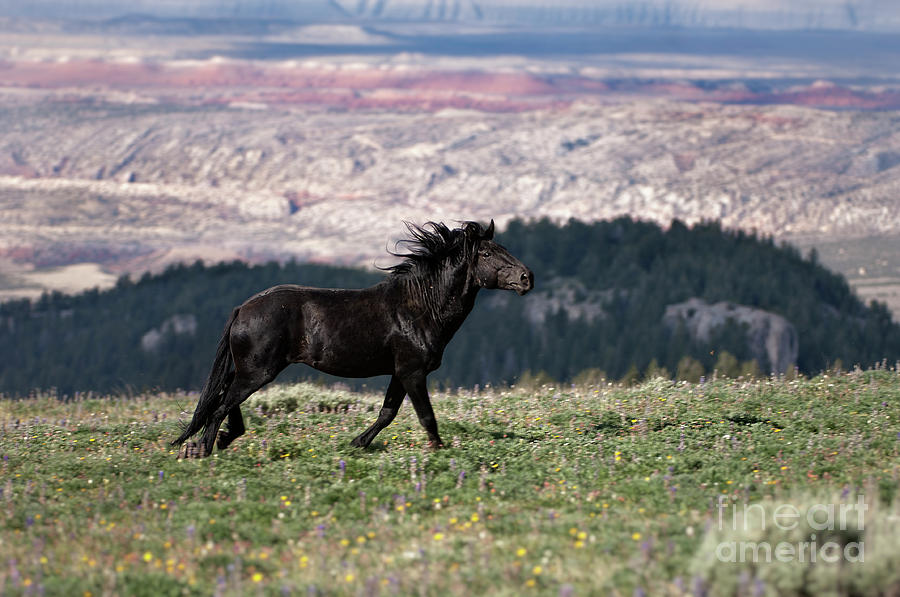 Wild Spirit Horse Photograph