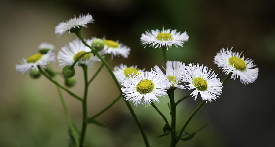 Wild Spring Aster Photograph by Teresa Mucha