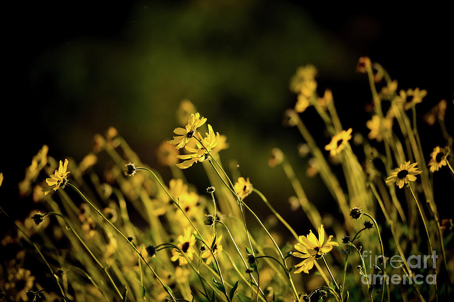 Wild Spring Flowers Photograph by Kelly Wade