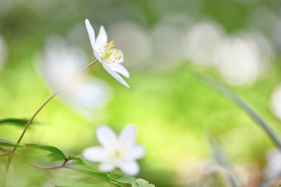 Wild spring flowers - wood nemone nemorosa Photograph by Dirk Ercken
